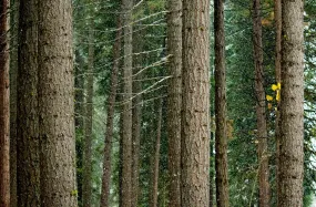 Snowy Trunks, Lake Almanor - 24x36" print