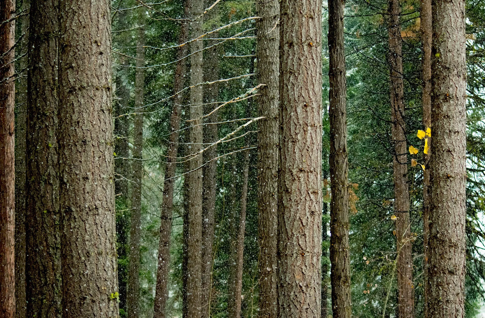 Snowy Trunks, Lake Almanor - 24x36" print